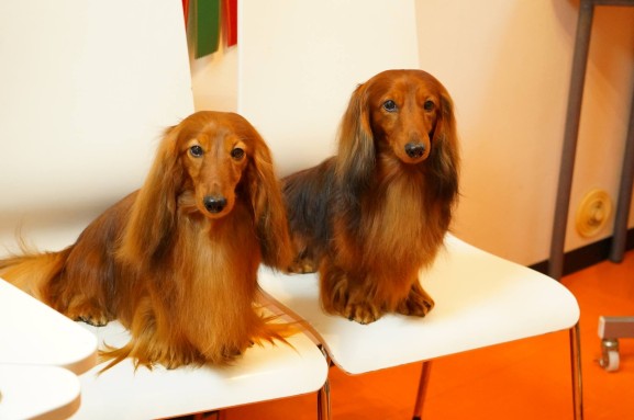 椅子に並んで座るミニチュアダックスのボビー君（左）とカニンヘンダックスのアクセル君（右）のサイズ比較