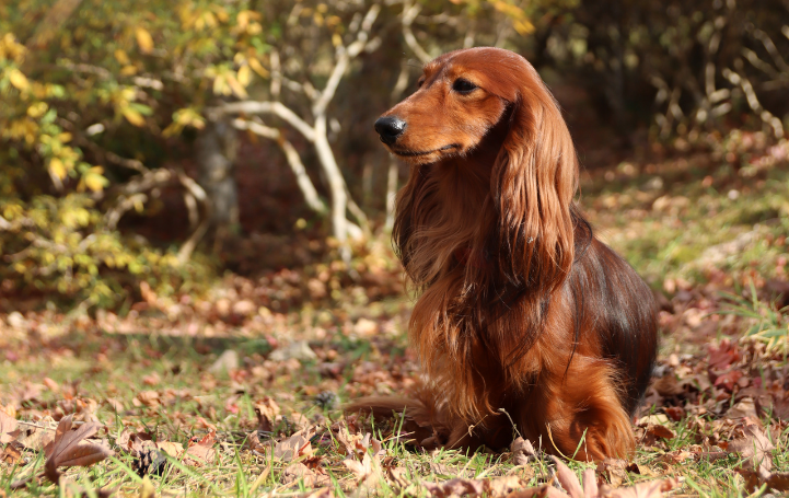 専門ブリーダーとしての流儀