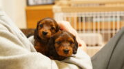 ミニチュアダックスフンド：Miniature Dachshund