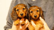 ミニチュアダックスフンド：Miniature Dachshund