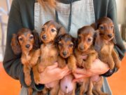 ミニチュアダックスフンド：Miniature Dachshund