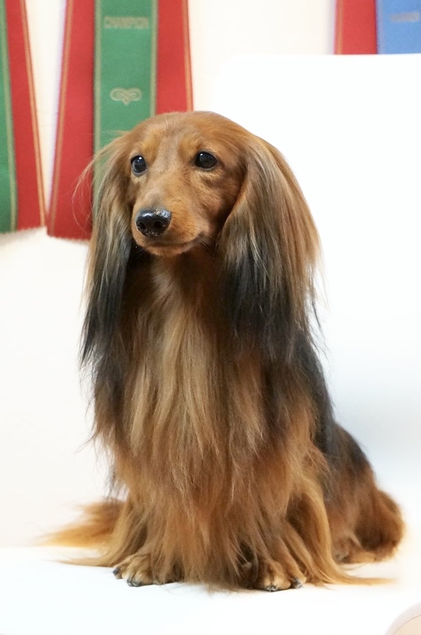 シルトクレーテのダックスフンド