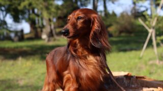 専門家が解説】ダックスフンド レッドとは？種類・健康・性格まで徹底