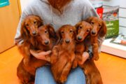 ミニチュアダックスフンド：Miniature Dachshund