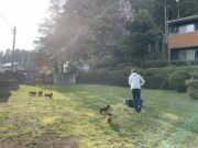 ダックスフント：Dachshund