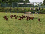 ダックスフント：Dachshund