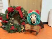 シルトクレーテのヤニカさんがクリスマスの装いで写真撮影しました。