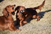 冬の芝生の上で、2頭の茶色のロングヘア・ダックスフンドが互いに口を大きく開けてじゃれ合っている様子。躍動感があり、耳や毛が激しく動いています。